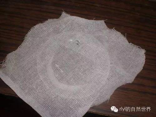 爬宠食品 果蝇饲养喂食容器及培养基自制方法